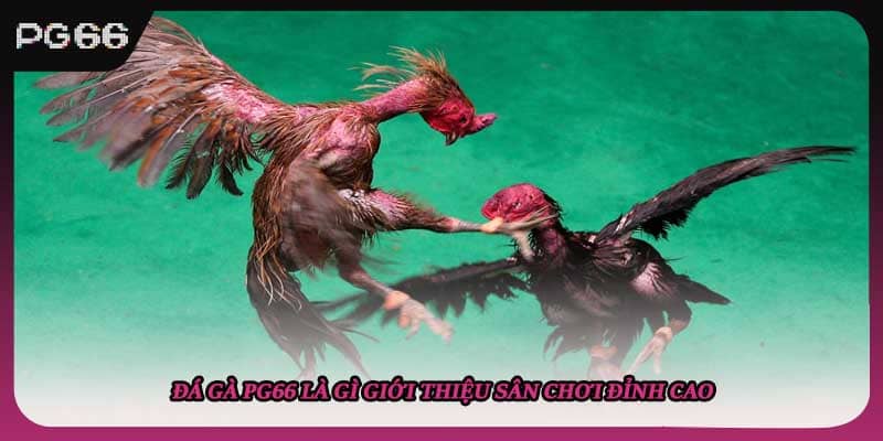 Đá gà PG66 là gì giới thiệu sân chơi đỉnh cao