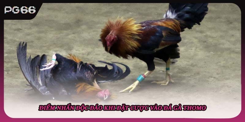 Điểm nhấn độc đáo khi đặt cược vào đá gà thomo Điểm nhấn độc đáo khi đặt cược vào đá gà thomo